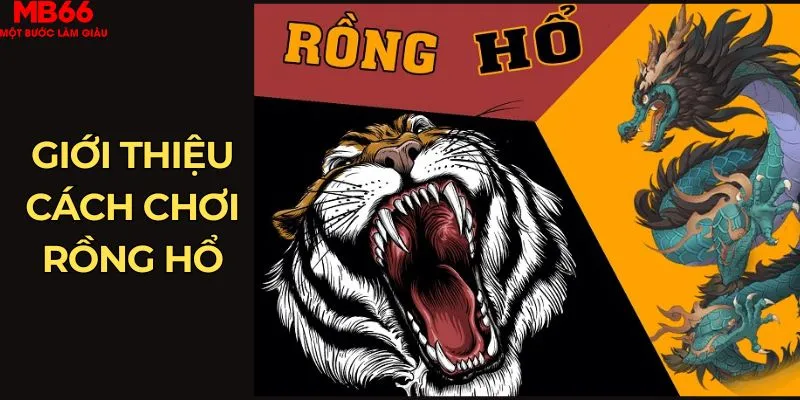 Giới thiệu cách chơi rồng hổ